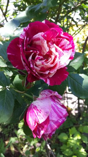 20160514_121639 - Trandafiri 2016