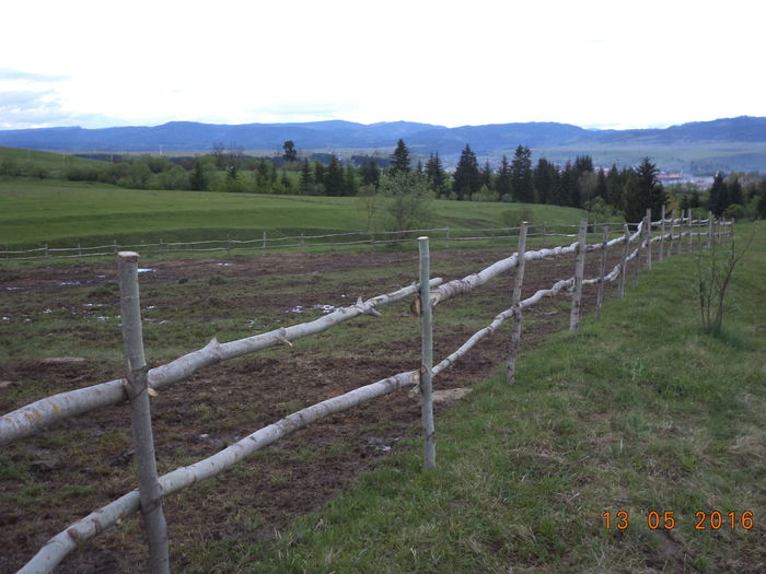 Ocolul din plop tremurator