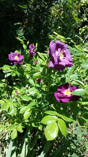 20160514_121749 - Trandafiri 2016