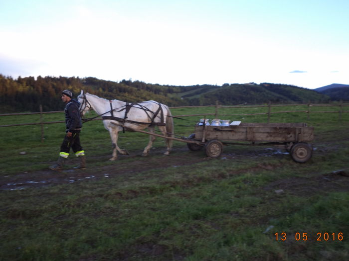 Caruta cu bidoanele-2