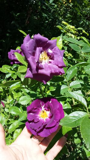 20160514_121756 - Trandafiri 2016