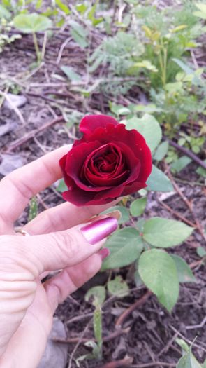 20160514_193901 - Trandafiri 2016