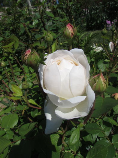 Glamis Castle