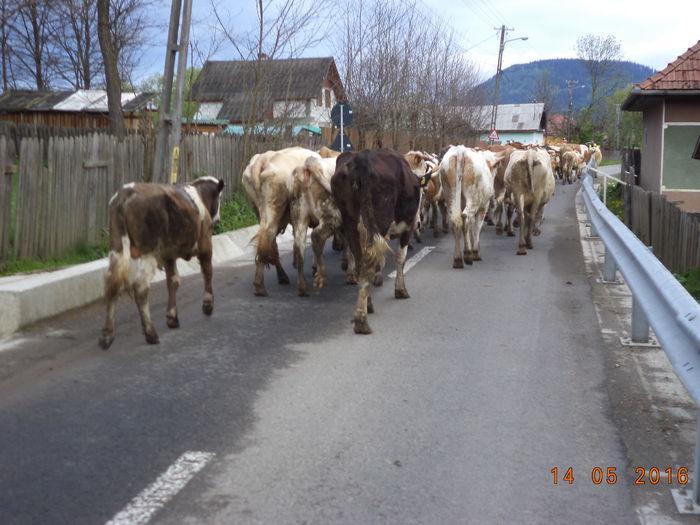 cu treaba buna la drum
