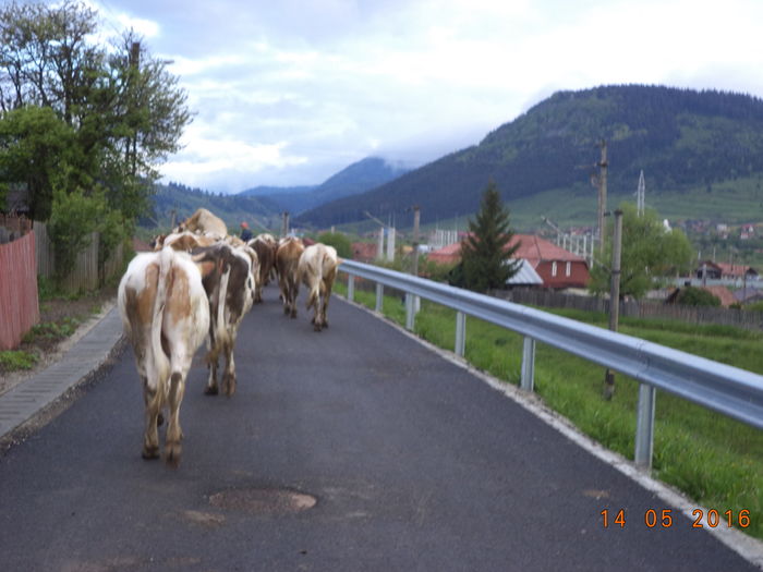 pe langa Gara Toplita