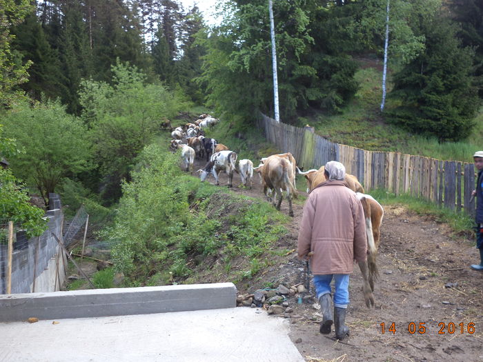 Urcam pe Dealul Vaii-6