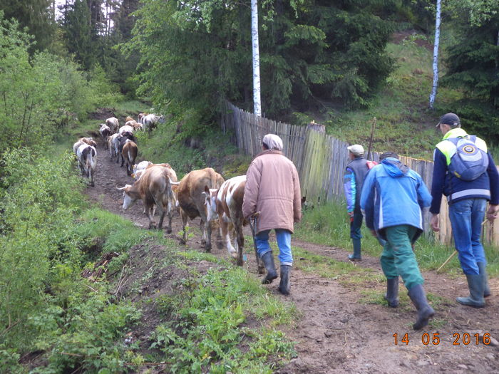 urcam incet cu vacutele