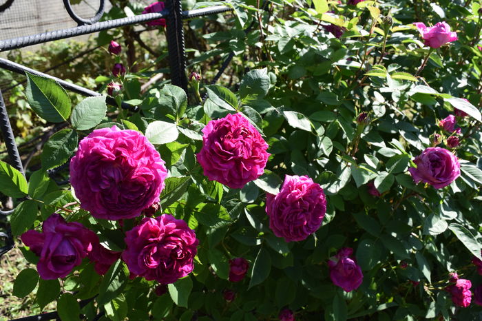 La Reine de Violette