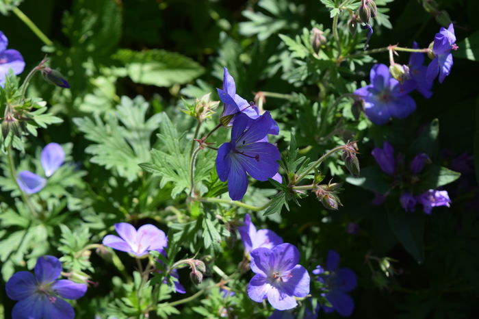 Geranium lidl pachet bleu 2014 ?