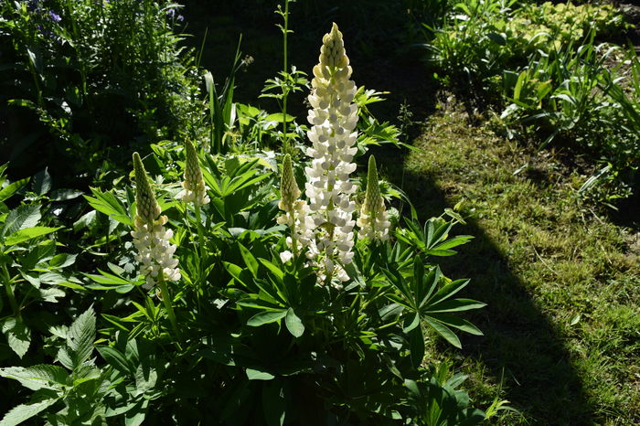 Lupin Noble Maiden - 2016 Gradina rozelor_Apr