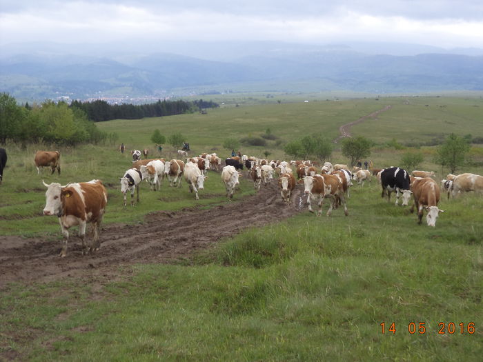 spre Runc - URCATUL LA STANA DEALUL ALB 2016