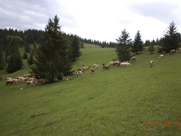 peisaje deosebite-Toplita