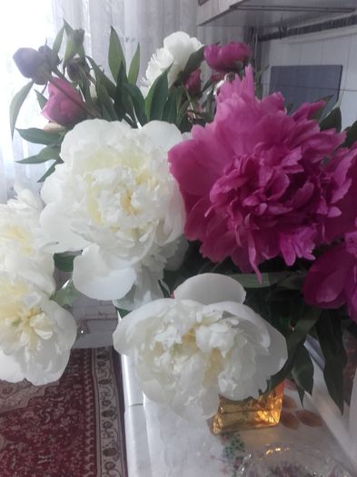 20160515_101107 - Florile mele