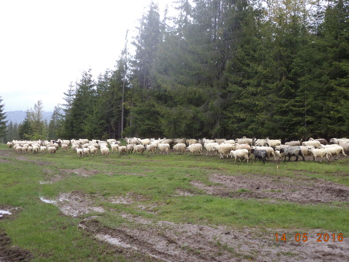 Oile lui Sandu Voda-2