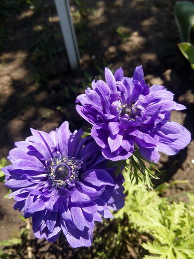 Anemone