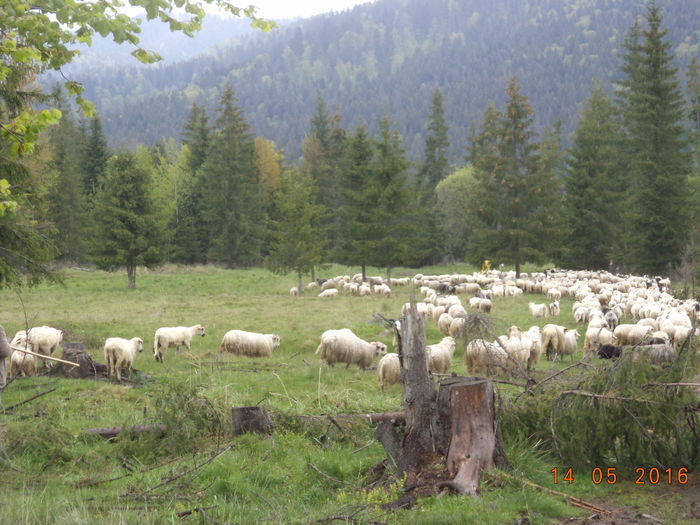 coboratul de pe Runc la muls la amiaza - URCATUL LA STANA DEALUL ALB 2016