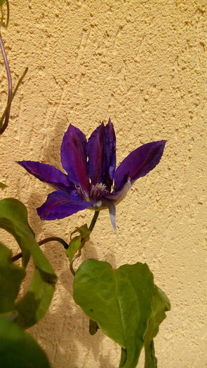 IMG_20160515_115826 - Primavara