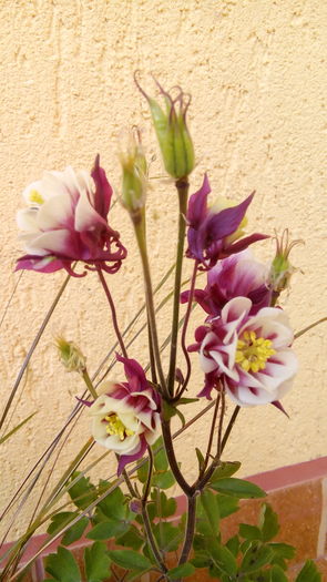 IMG_20160515_115956 - Primavara