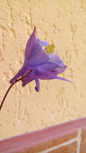 IMG_20160515_120037 - Primavara