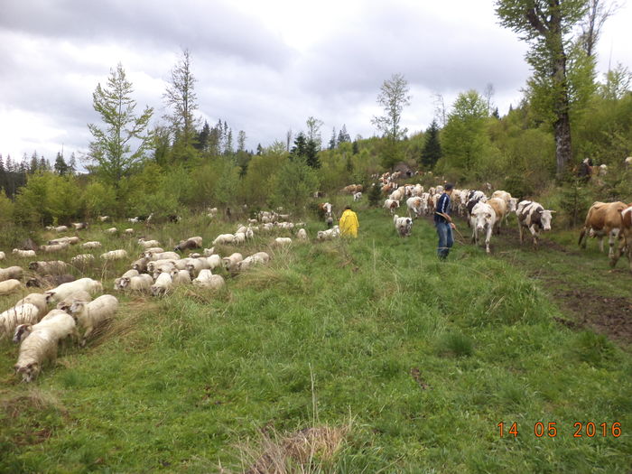 vacile in drumul lor oile la fel