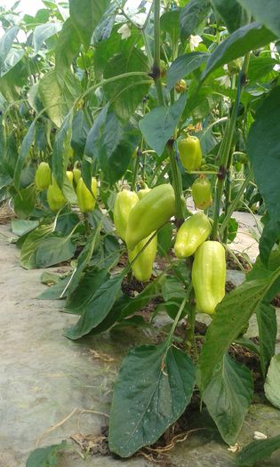 20160515_105757