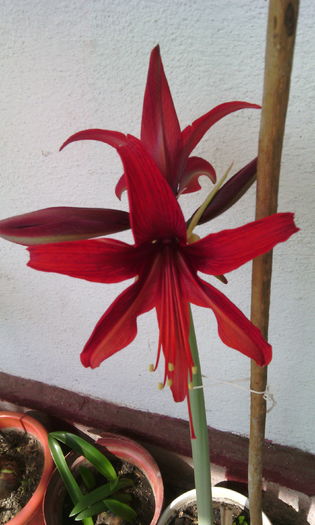 bogota - Amarilisii mei