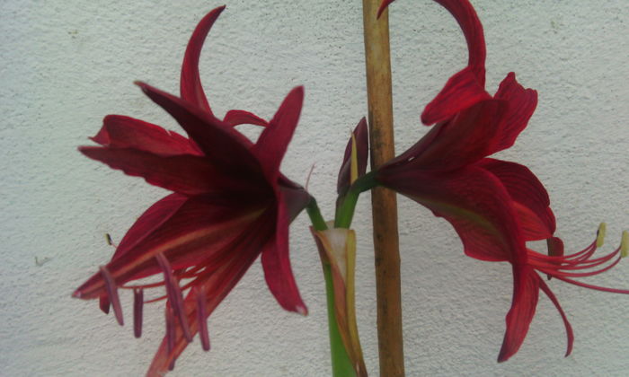IMG_20160515_105739[1] - Amarilisii mei