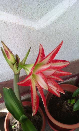 splash - Amarilisii mei