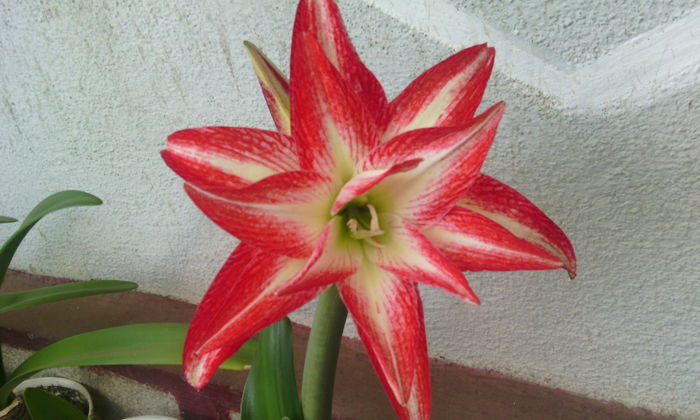 IMG_20160515_105755[1] - Amarilisii mei