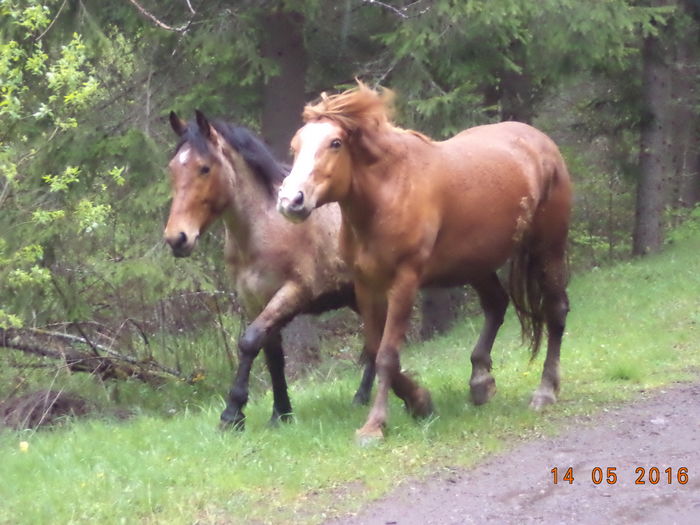 Caii la galop-6y