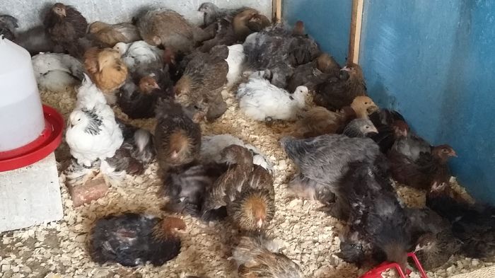 20160514_165701 - a__Pui si tineret brahma 2016