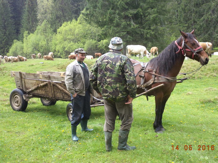 Iapa la atelaj-7 - URCATUL LA STANA DEALUL ALB 2016