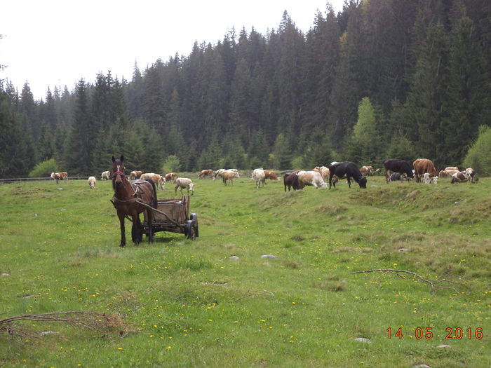 poiana unde am mancat-4 - URCATUL LA STANA DEALUL ALB 2016
