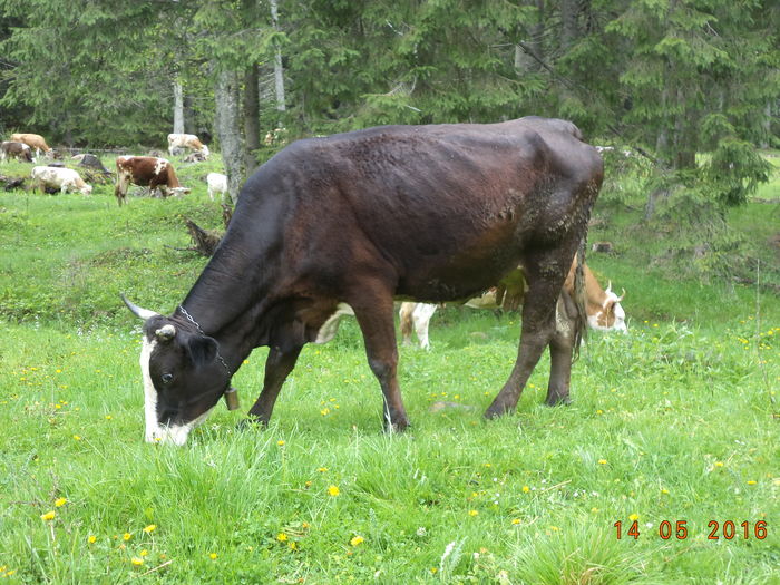 vaca neagra-6hj - URCATUL LA STANA DEALUL ALB 2016