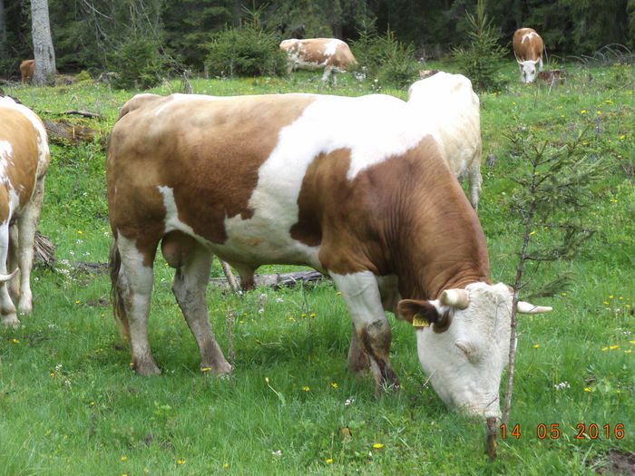 Taurul de patru ani paste iarba