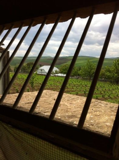 13228103_979344225468742_1533155000_n