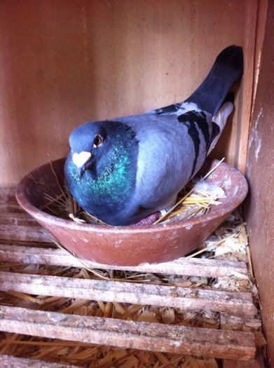 13231029_979343172135514_2036368323_n