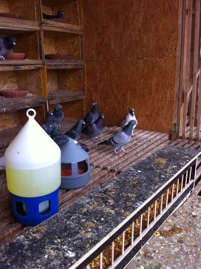 13233252_979339802135851_876774244_n