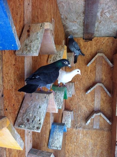 13235913_979342878802210_1435765055_n