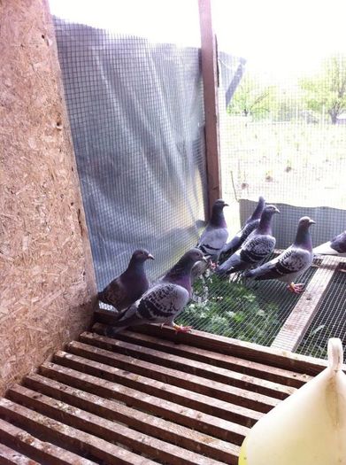 13236279_979342918802206_1369209736_n