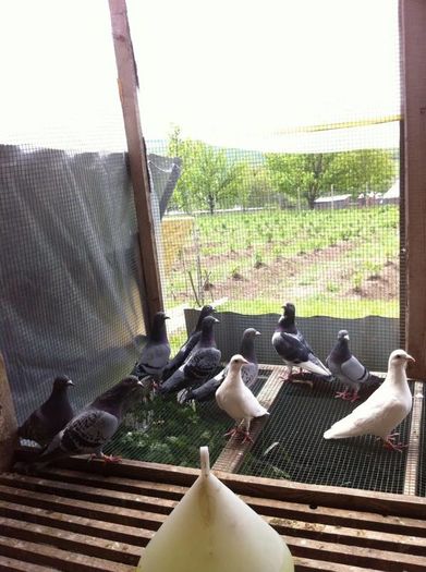 13246034_979342985468866_406309992_n