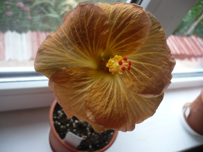 P1260729