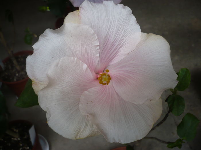 Tahitian Lavender Mirage