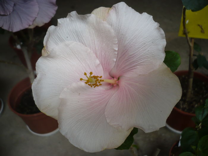 P1260738