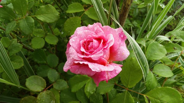 IMG_20160515_091150 - Trandafiri