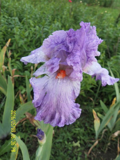 Brindled Beauty (2) - Irisii mei