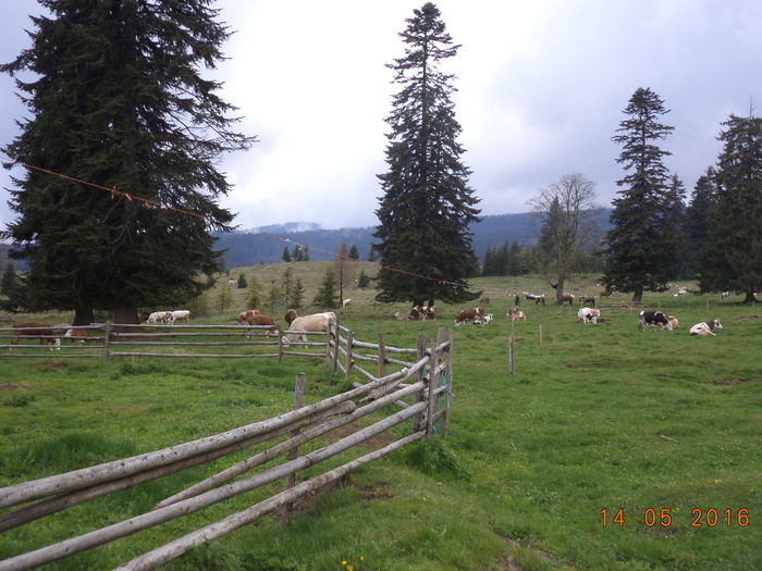 vacile se mai odihnesc