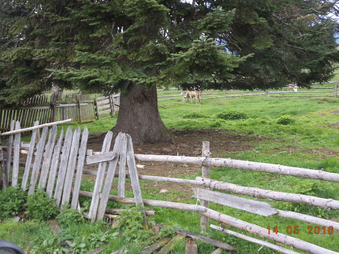 adapostul pentru viteii mici