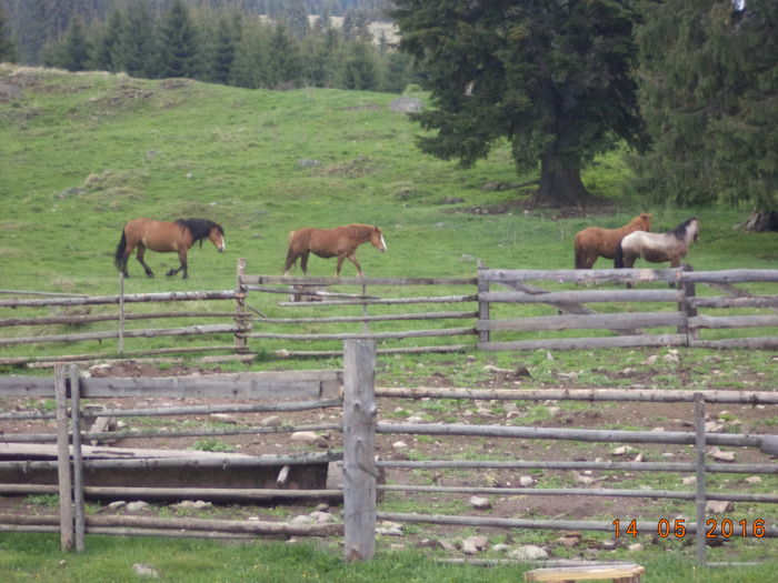 caii liberi pe pasune-7