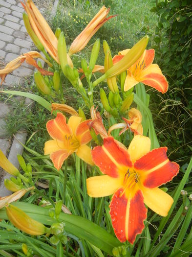 Hemerocallis Frans Hals (2015, July 14)